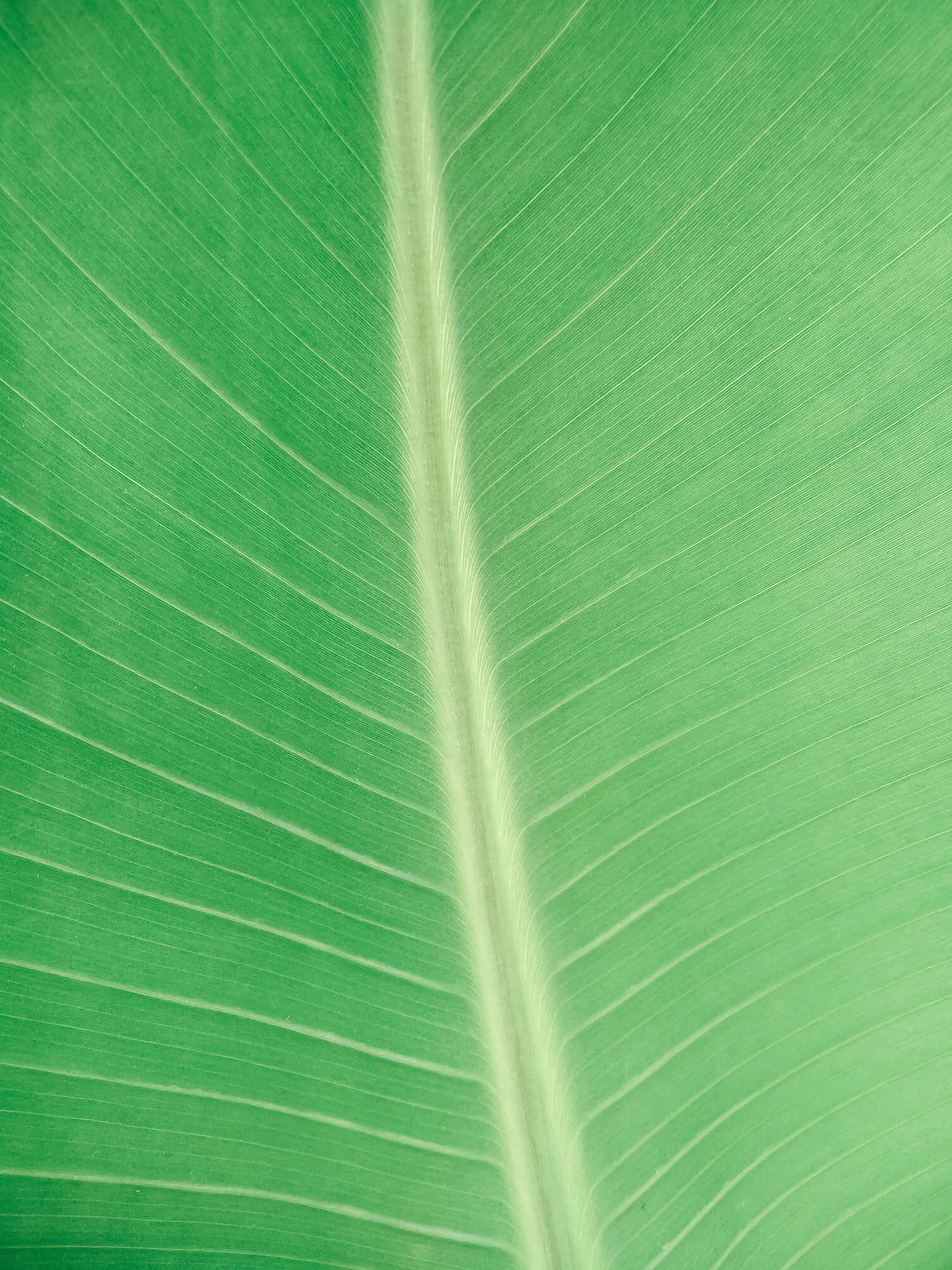 Fresh, green Banana Leaf with veins running through it