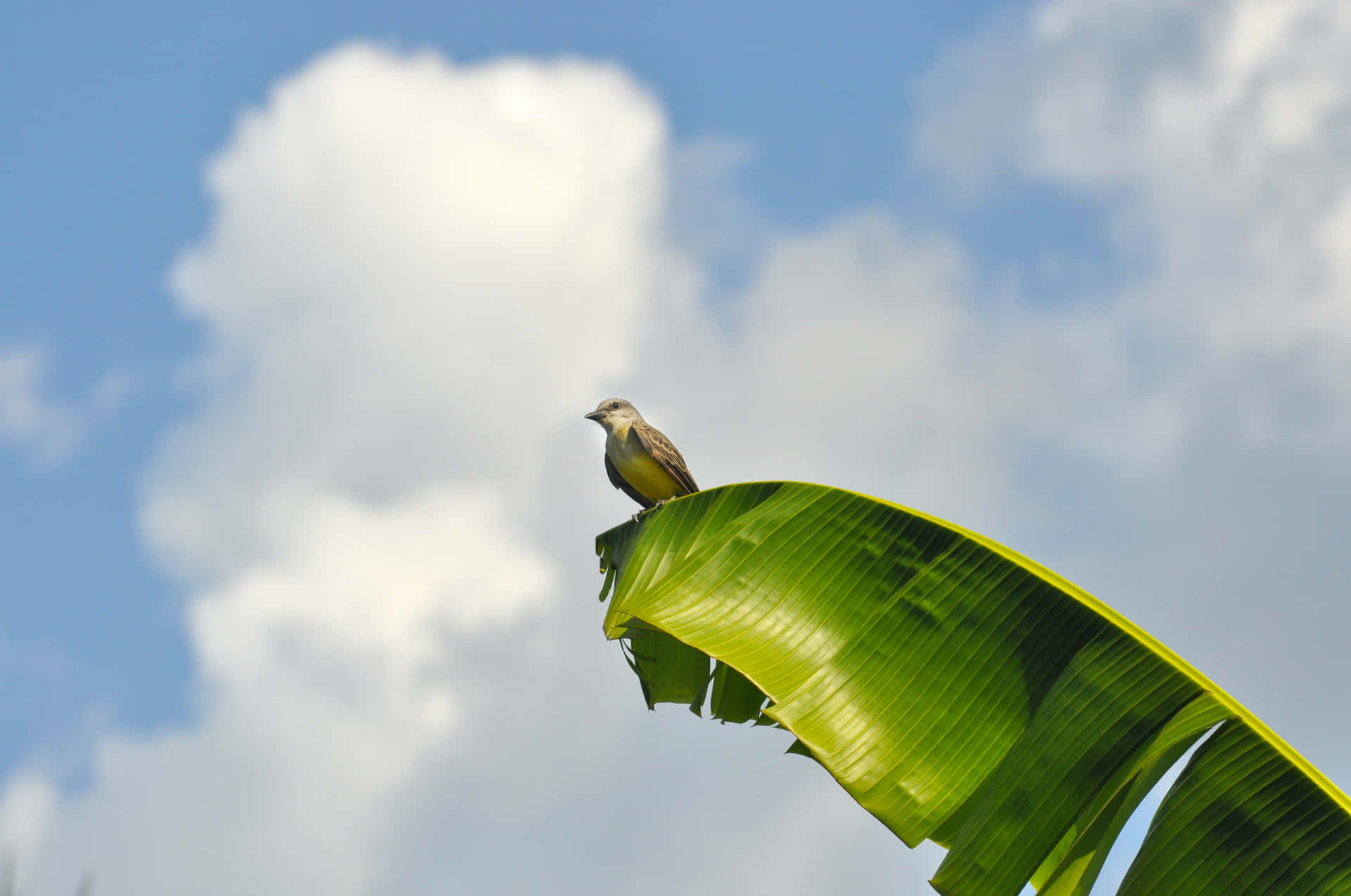 “A beautiful backdrop – a vibrant banana leaf.”