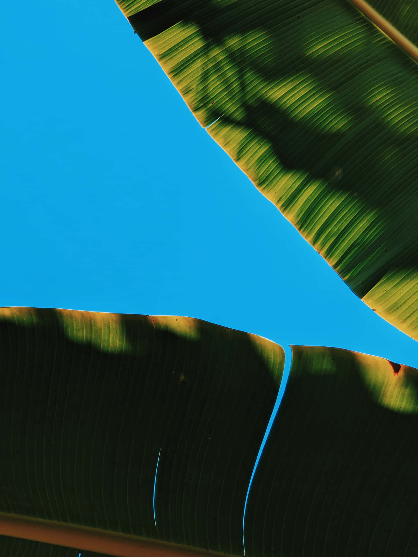 ○genießen Sie Eine Tropische Atmosphäre Mit Einem Hintergrund Aus Bananenblättern.