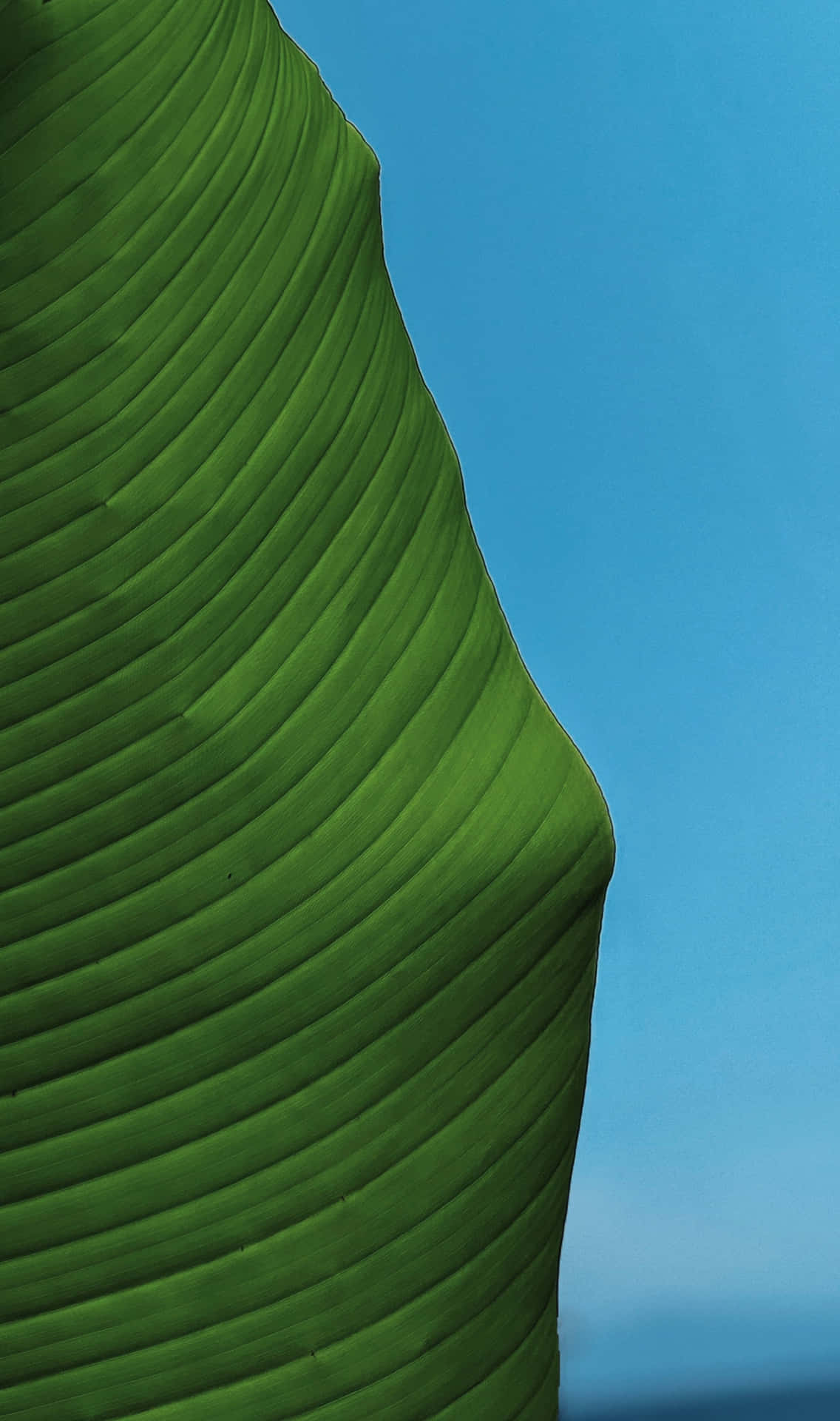 The vivid colors of a banana leaf make an eye-catching backdrop.