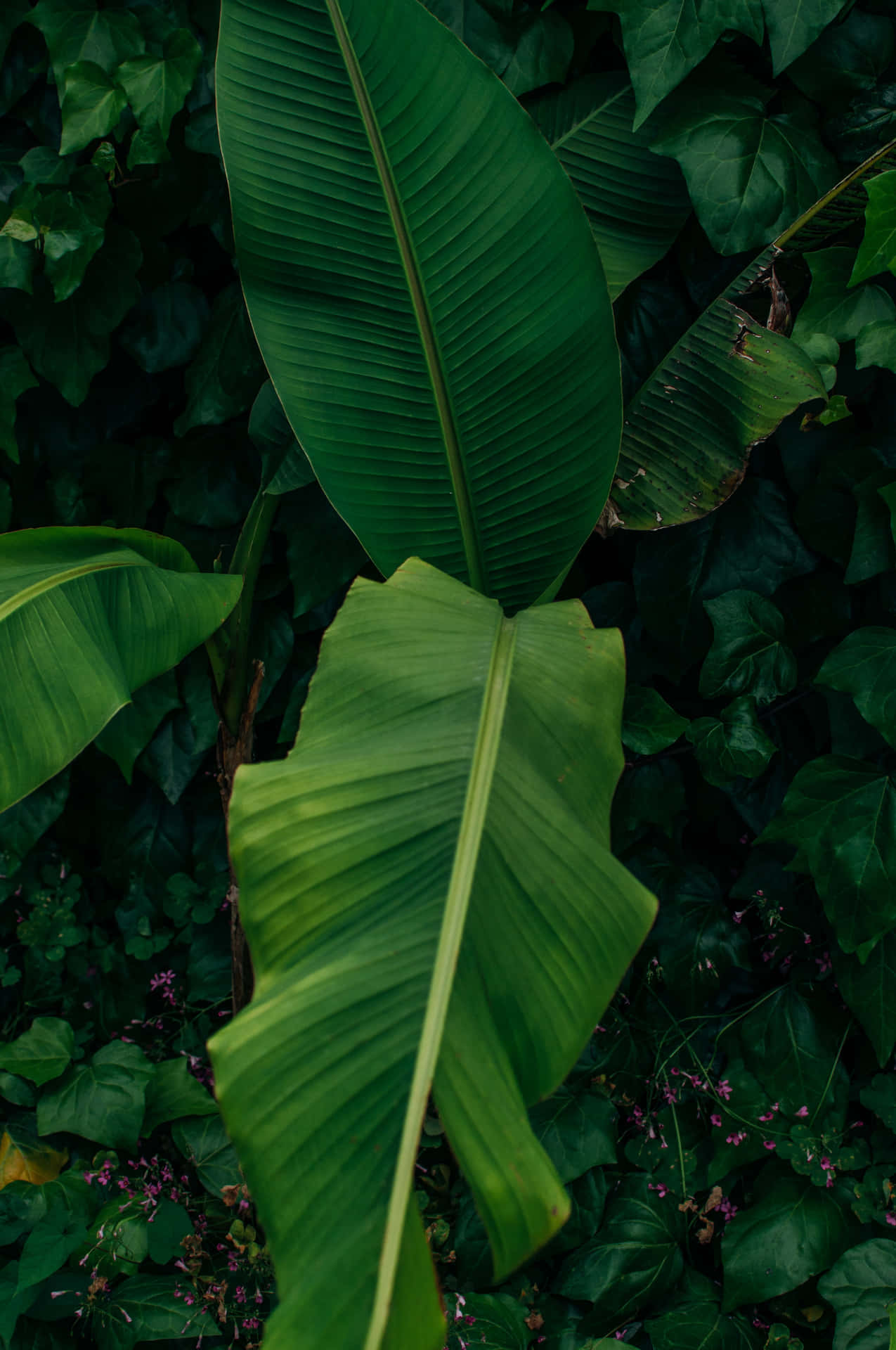 A lush and vibrant banana leaf background