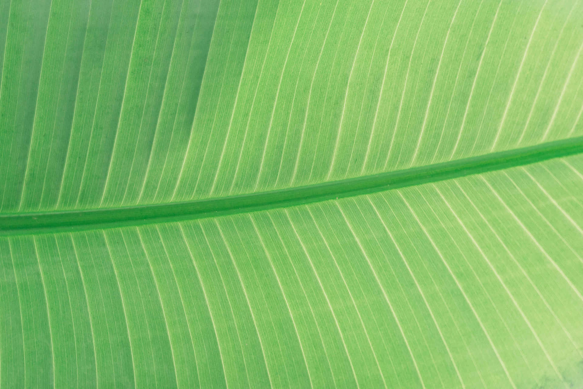 Enjoy the beauty of nature with a banana leaf background