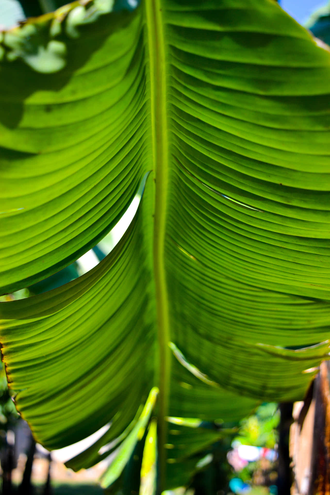 "A picturesque view of a banana leaf under a bright sky."