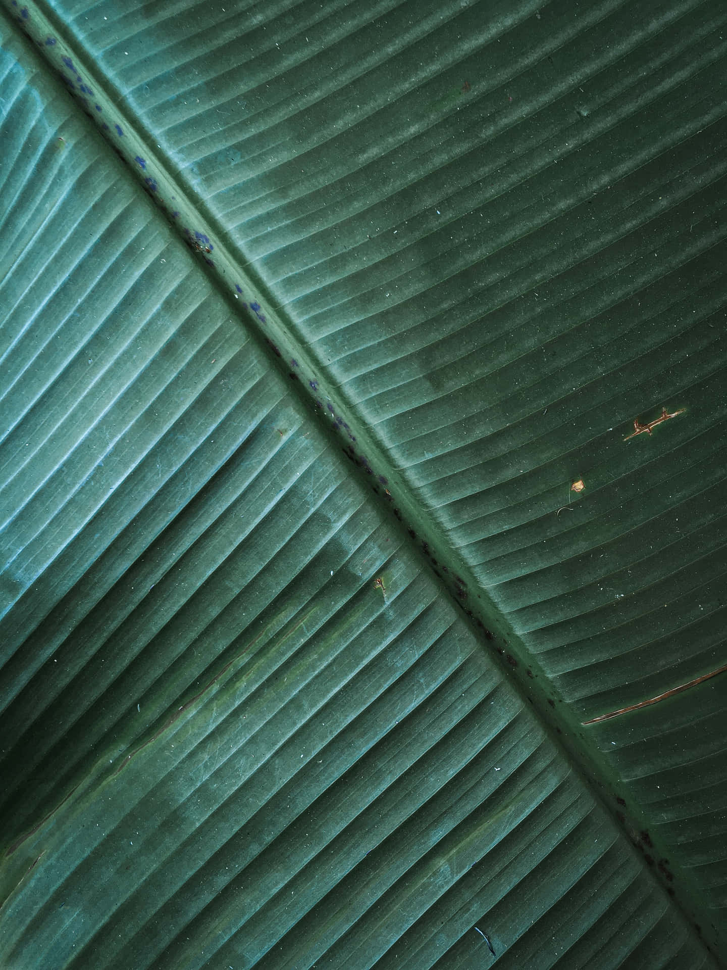 Einbildschirmhintergrund Inspiriert Von Der Sonne Mit Satten, Grünen Bananenblättern.
