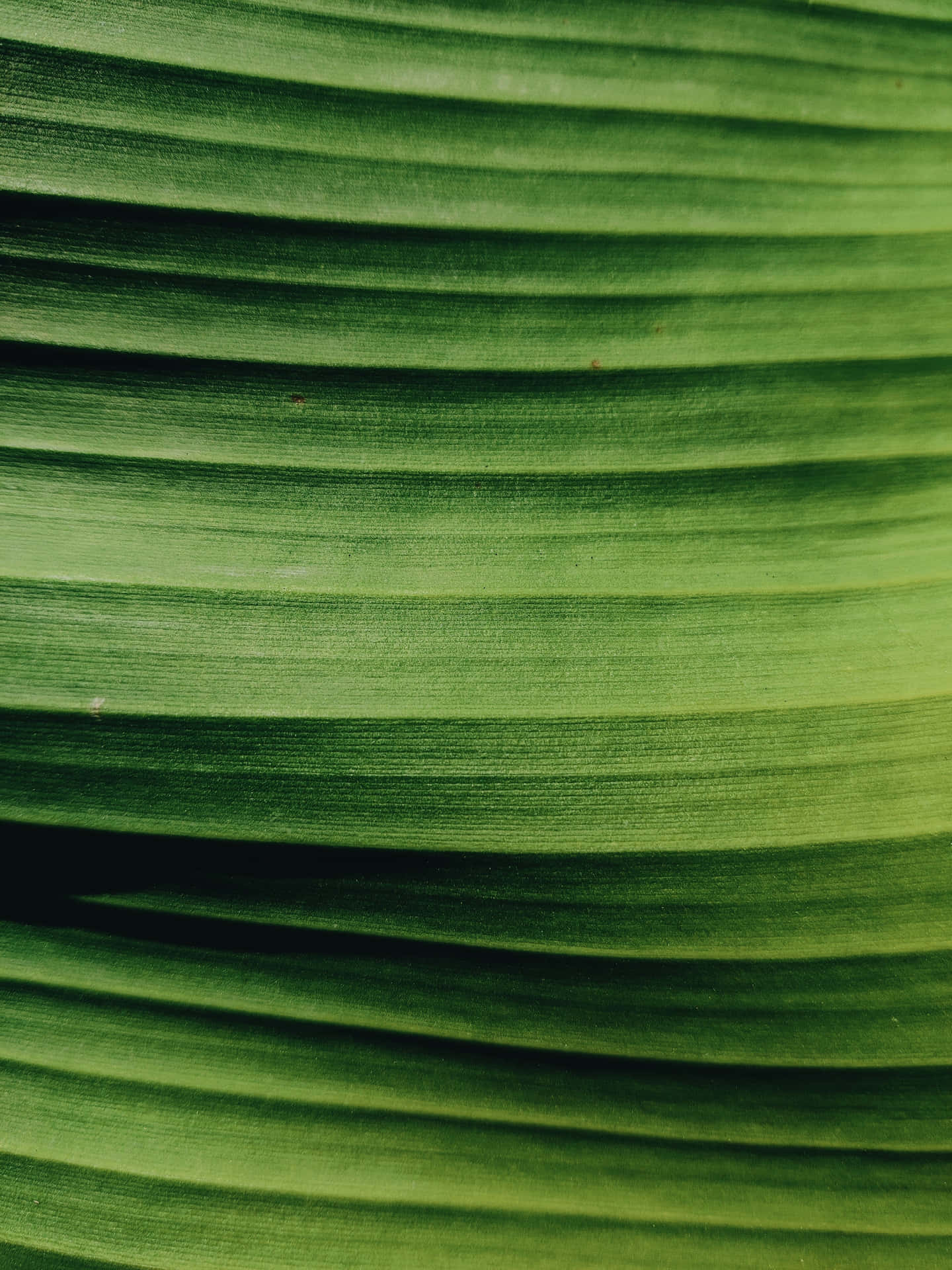 Add a splash of creativity to your home with the vibrant colors of Banana Leaf.