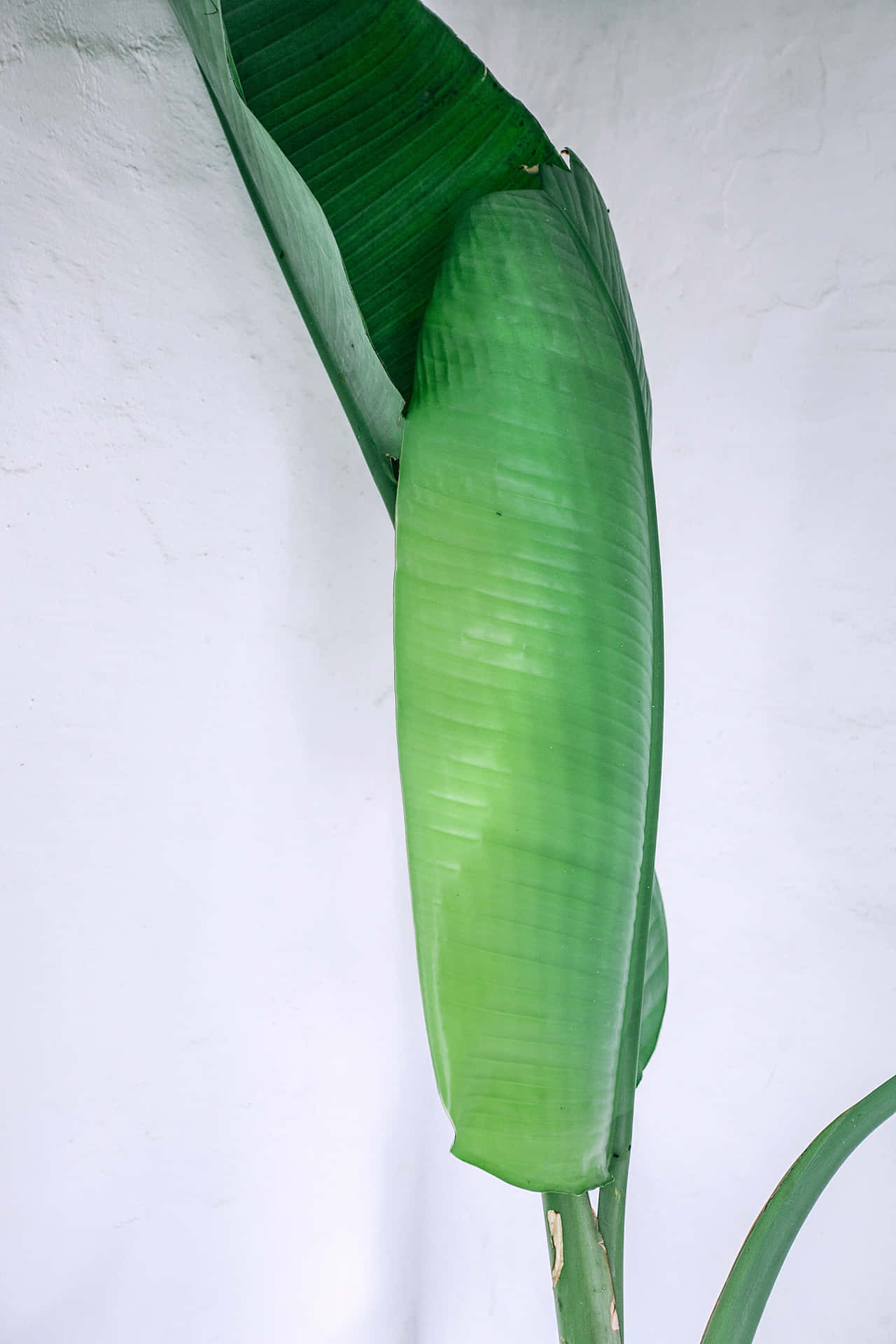 A bright and vibrant photo of a banana leaf.