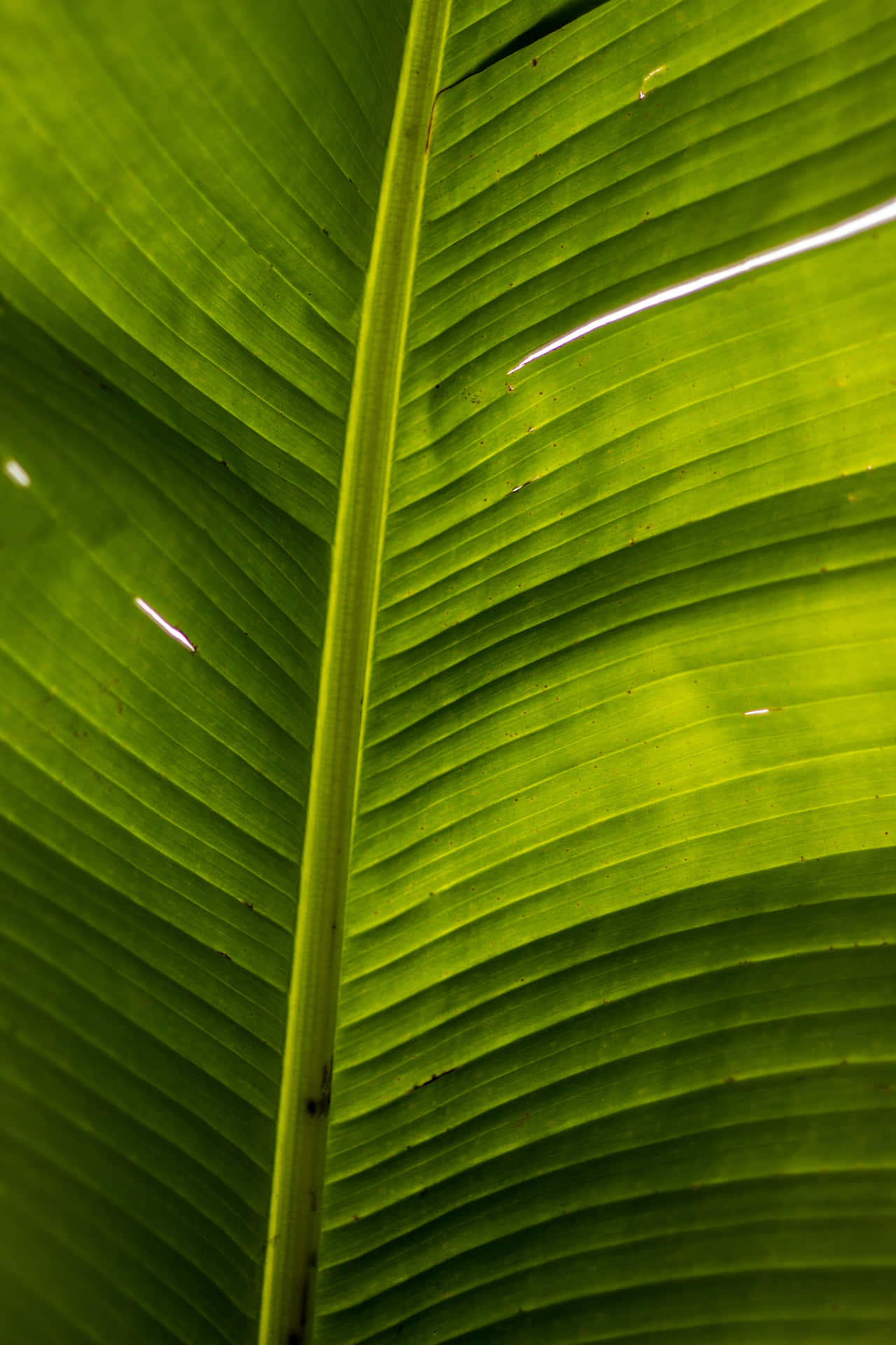 "A lush banana leaf background to bring a natural feel to your decorations".