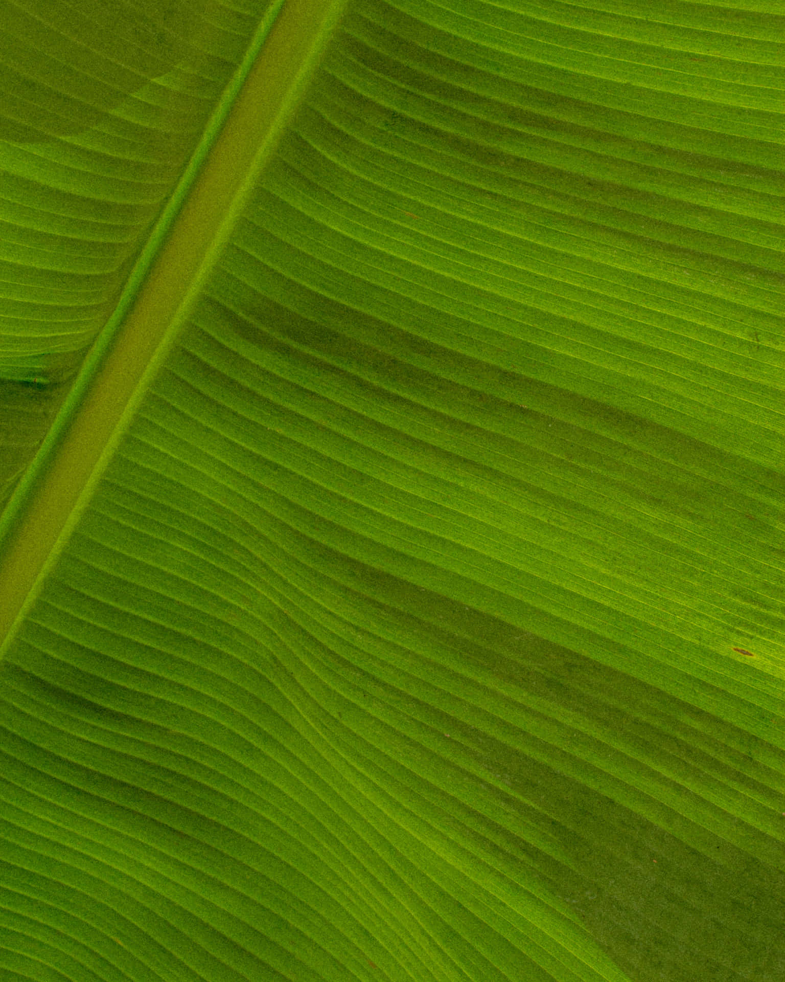 Bright Green Banana Leaf on White Background