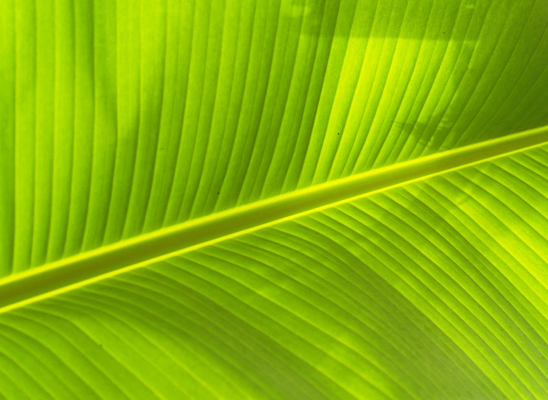 A fresh and vibrant banana leaf in its natural environment