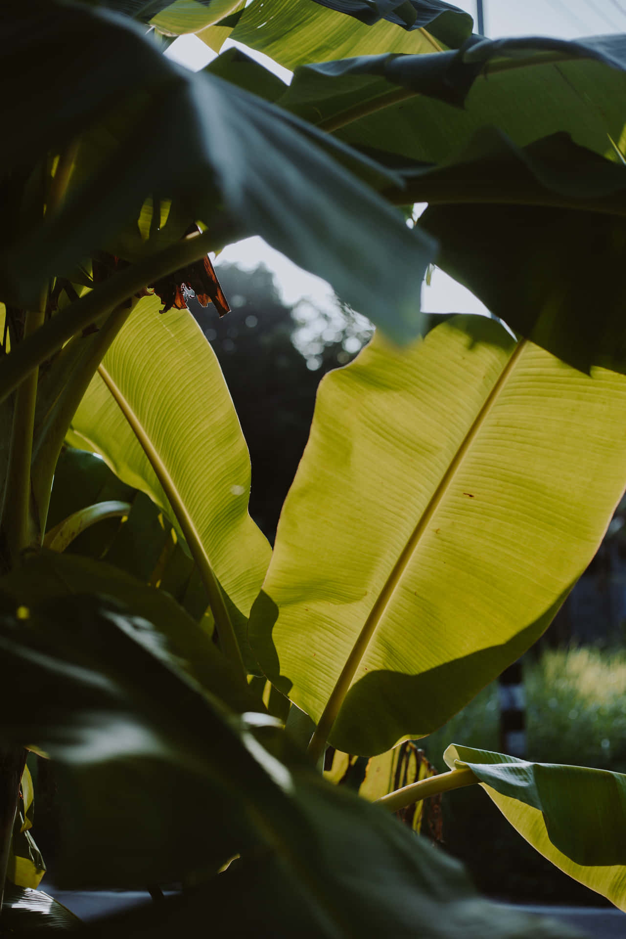 Einebananenpflanze Mit Blättern
