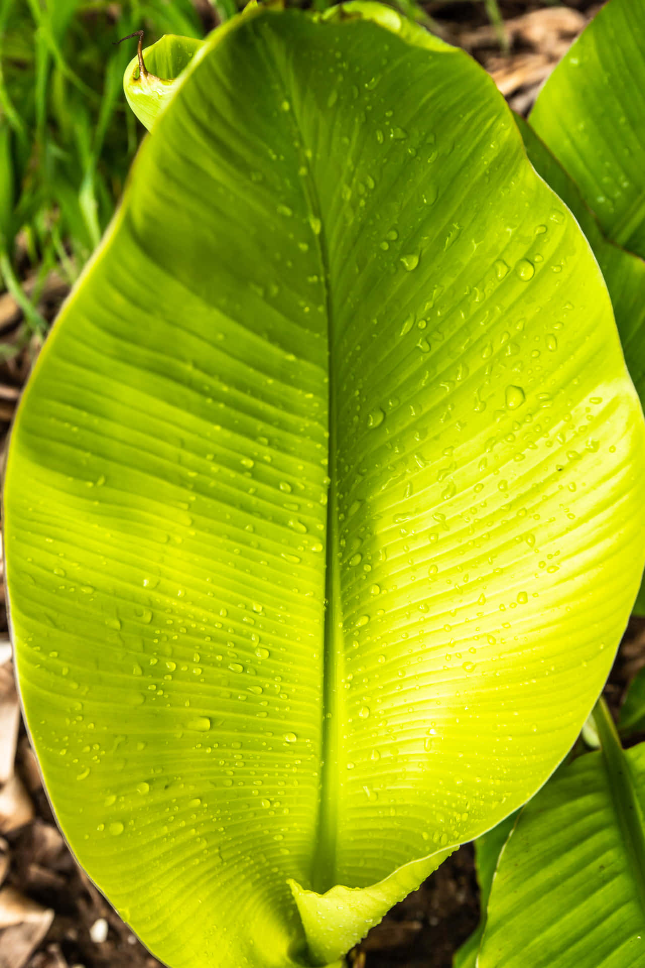 "Immerse yourself in nature's beauty with a Banana Leaf"