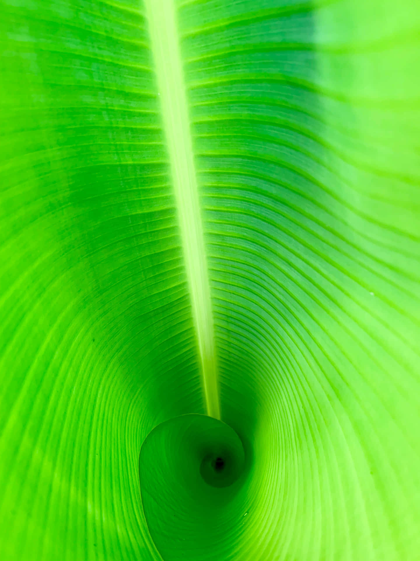 "A green Banana leaf on a sunny day"