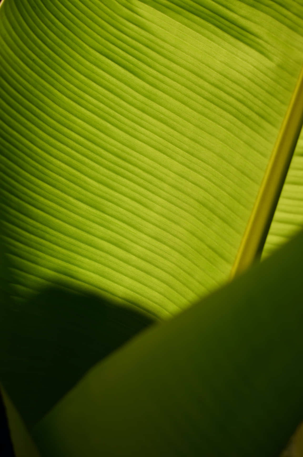 Bananas Growing on a Leafy Background