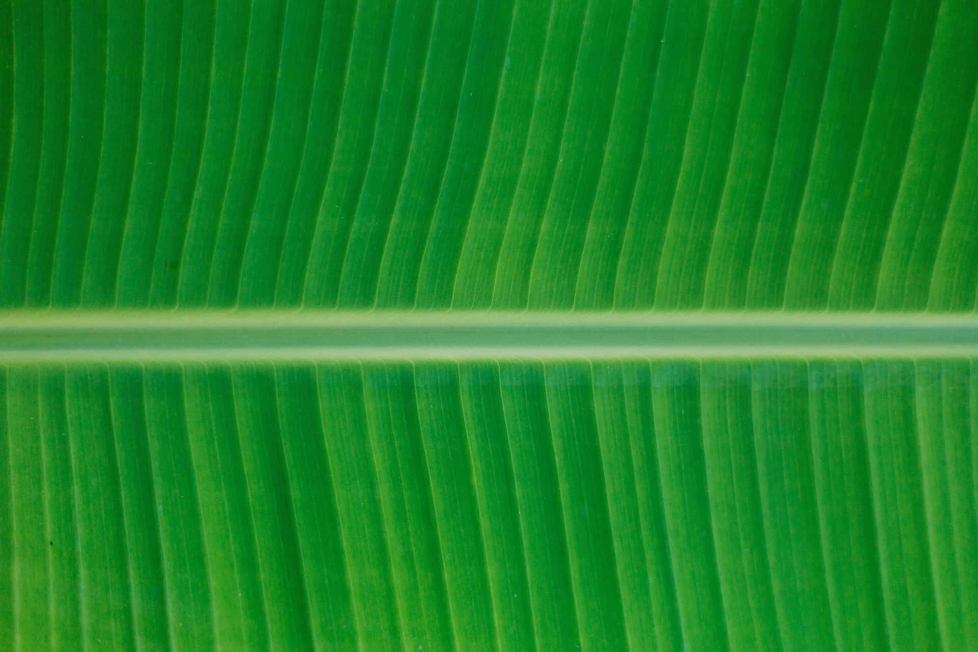A stunning closeup of a banana leaf.