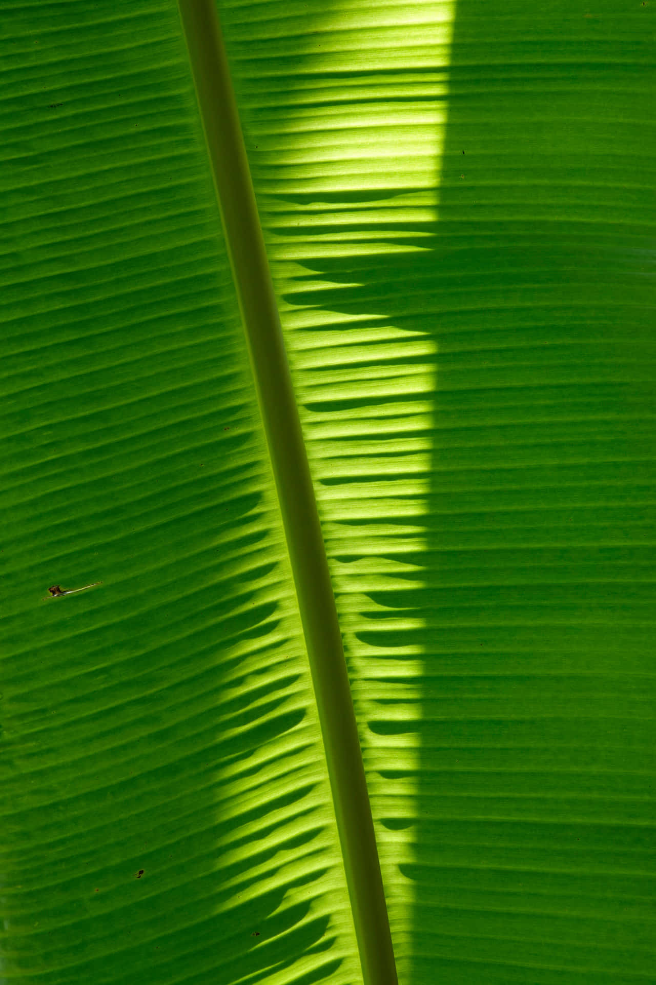 A Close Up Of A Banana Leaf