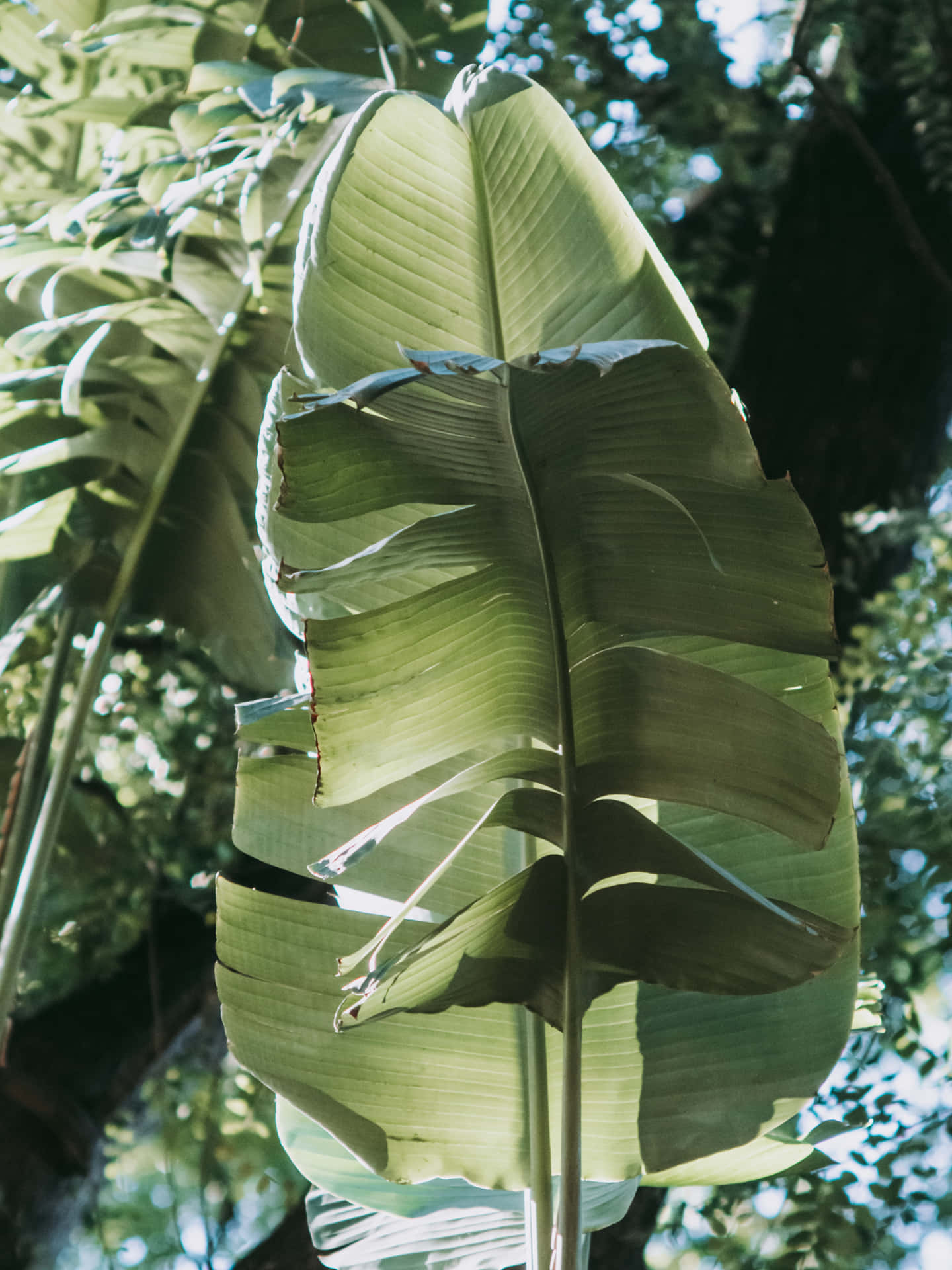 A close-up of a tropical banana leaf.