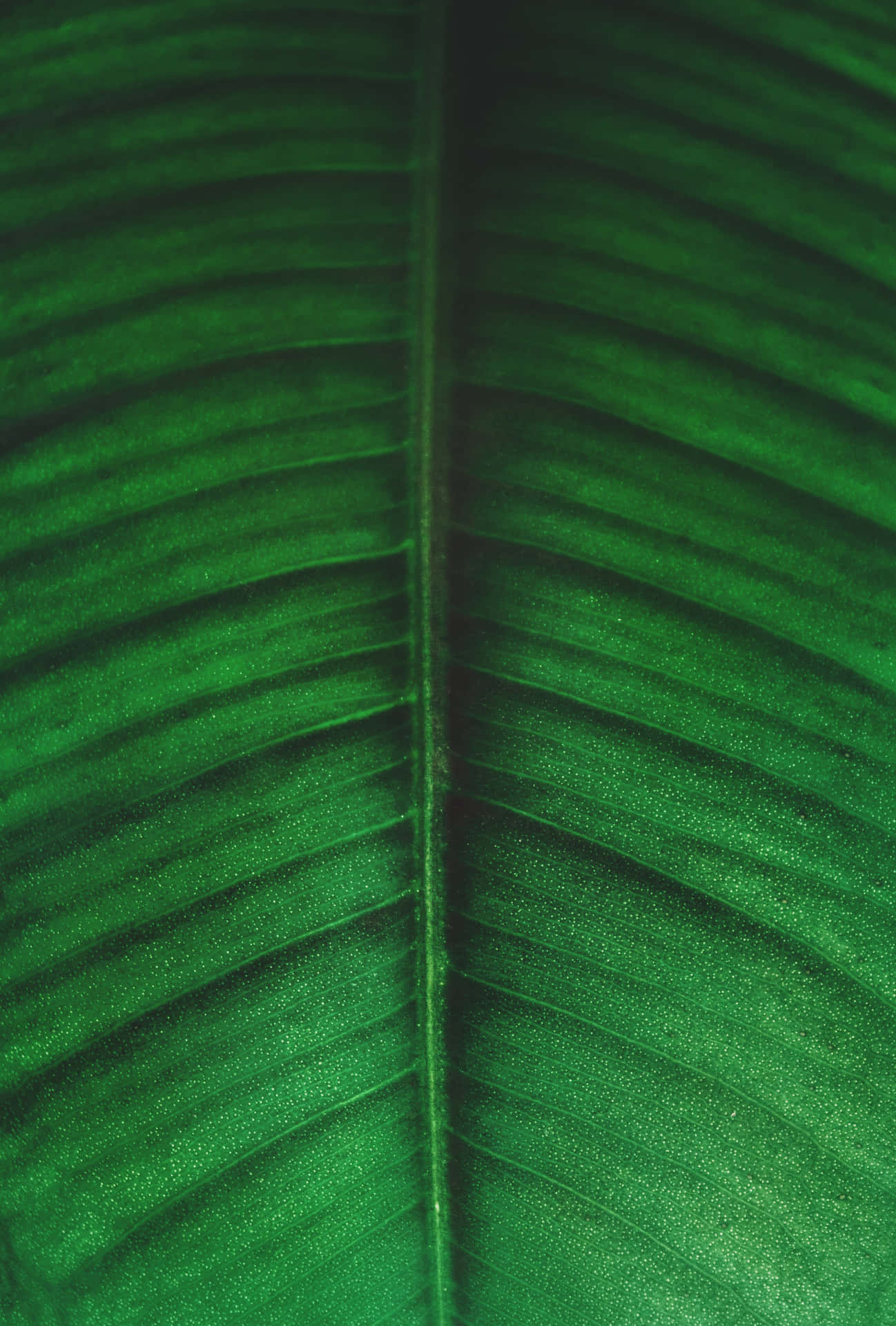 banana leaf against a vibrant summer background