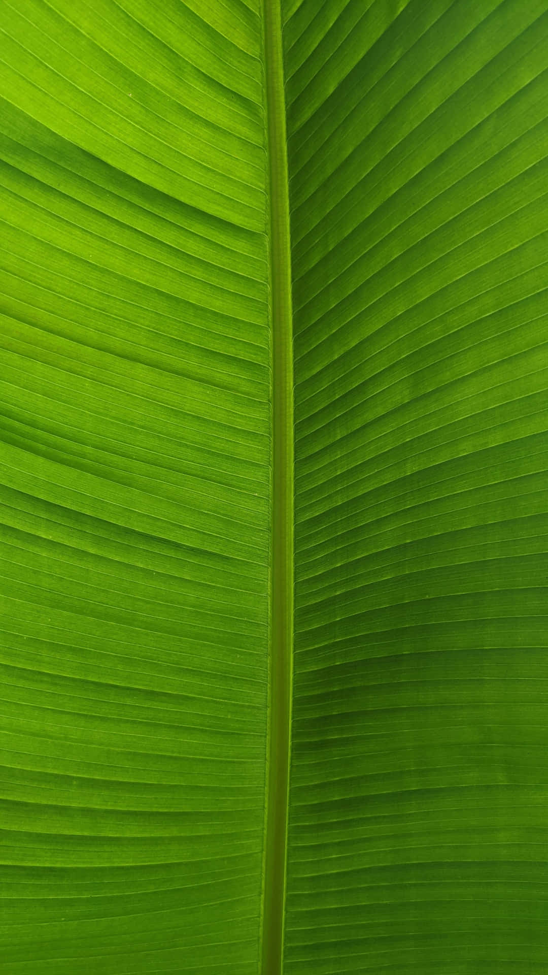 Go green with a natural banana leaf background