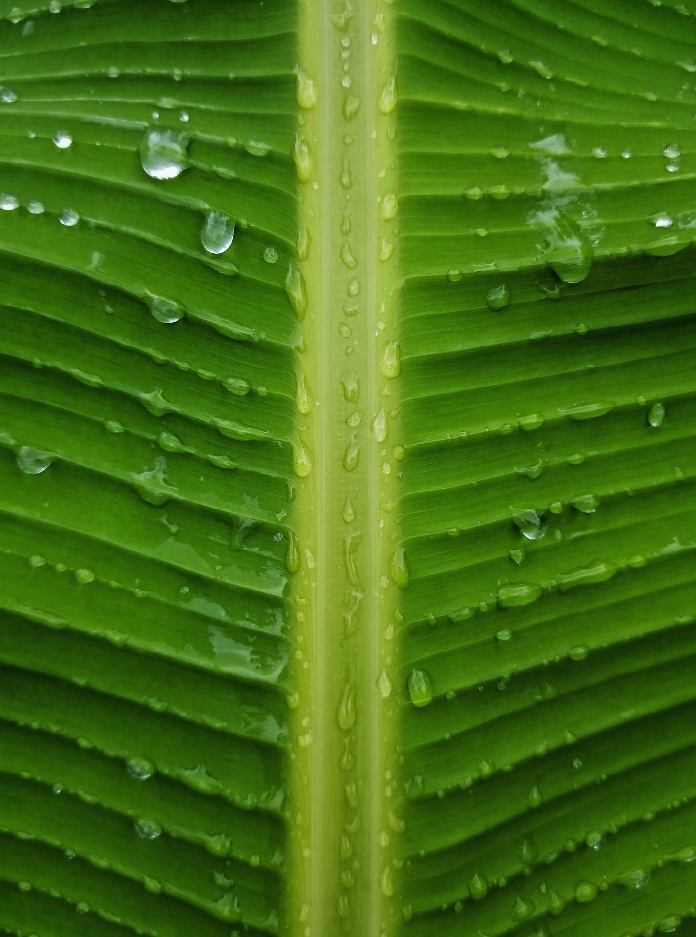 Banana Leaf Droplets Close-up Photography