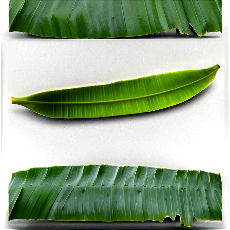 Banana Leaf Element Png Hqw39 PNG
