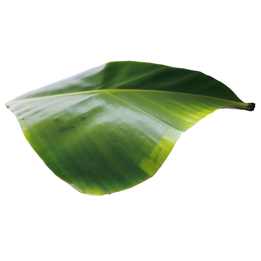 Download Banana Leaf Freshness Png Uuv75 | Wallpapers.com