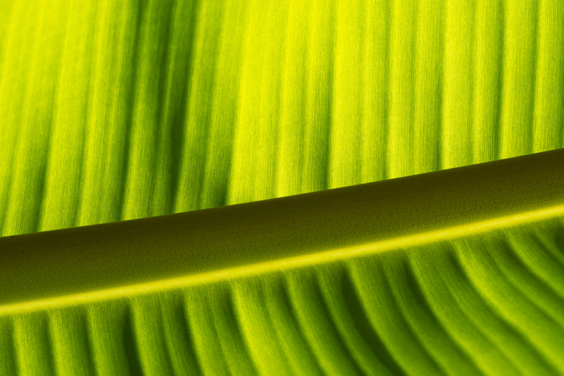 Banana Leaf Green Midrib