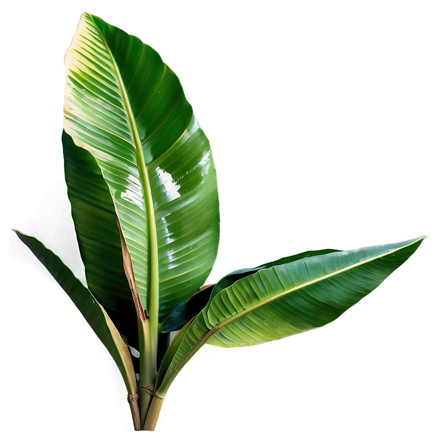 Download Banana Leaf In Nature Png Njv89 | Wallpapers.com