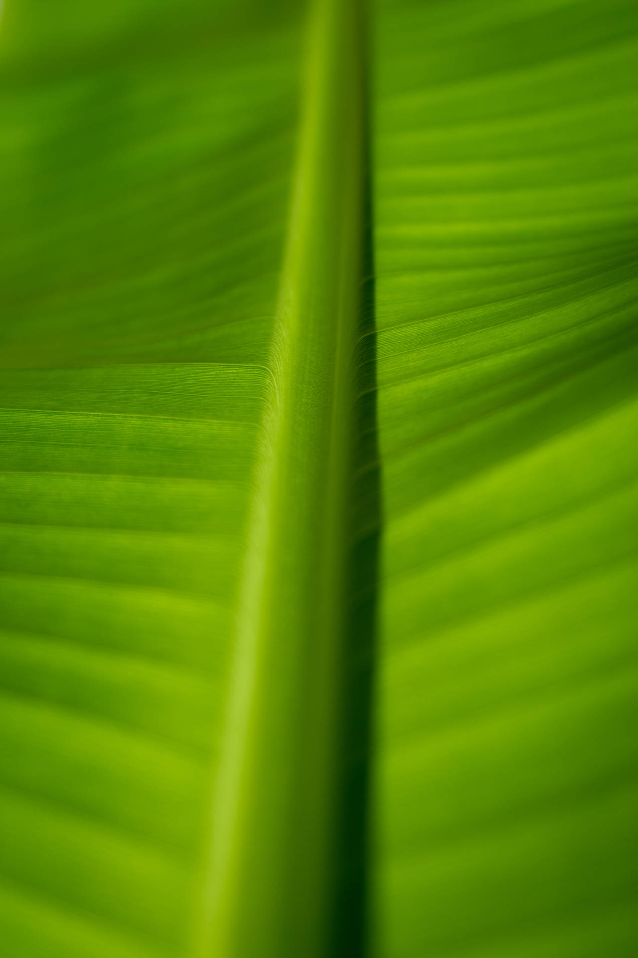 Banana Leaf Macro Photography