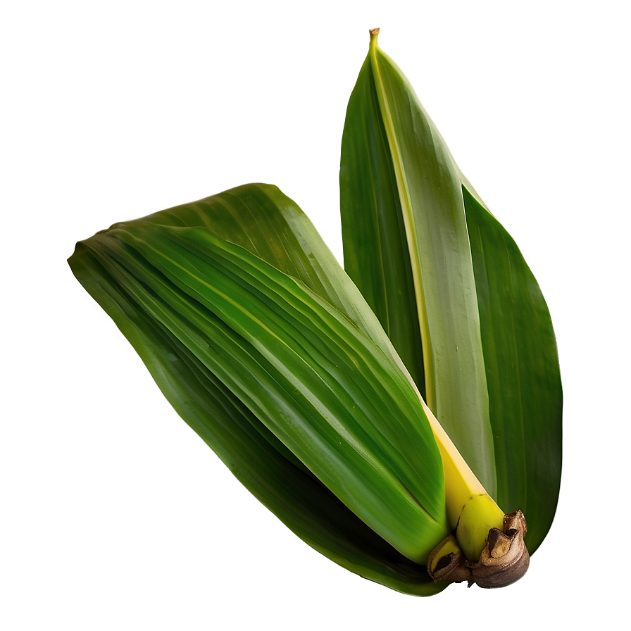 Banana Leaf Organic Png Ysp PNG