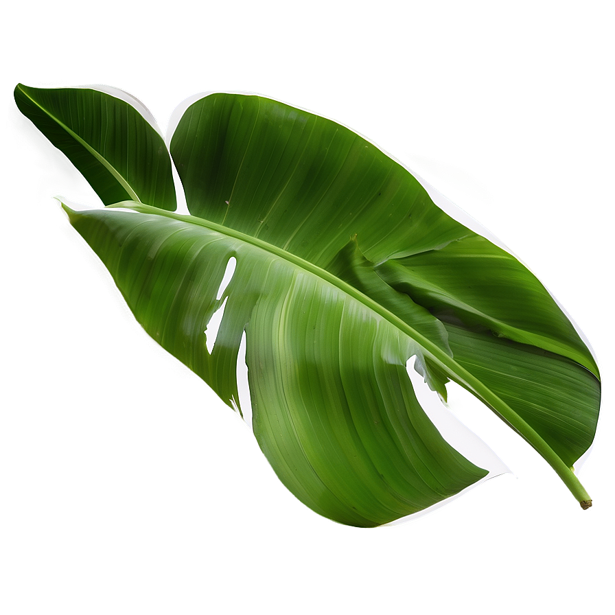 Banana Leaf Pattern Png 06232024 PNG