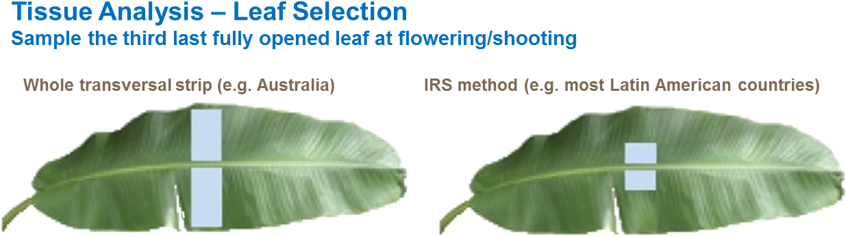 Banana Leaf Tissue Analysis Methods PNG