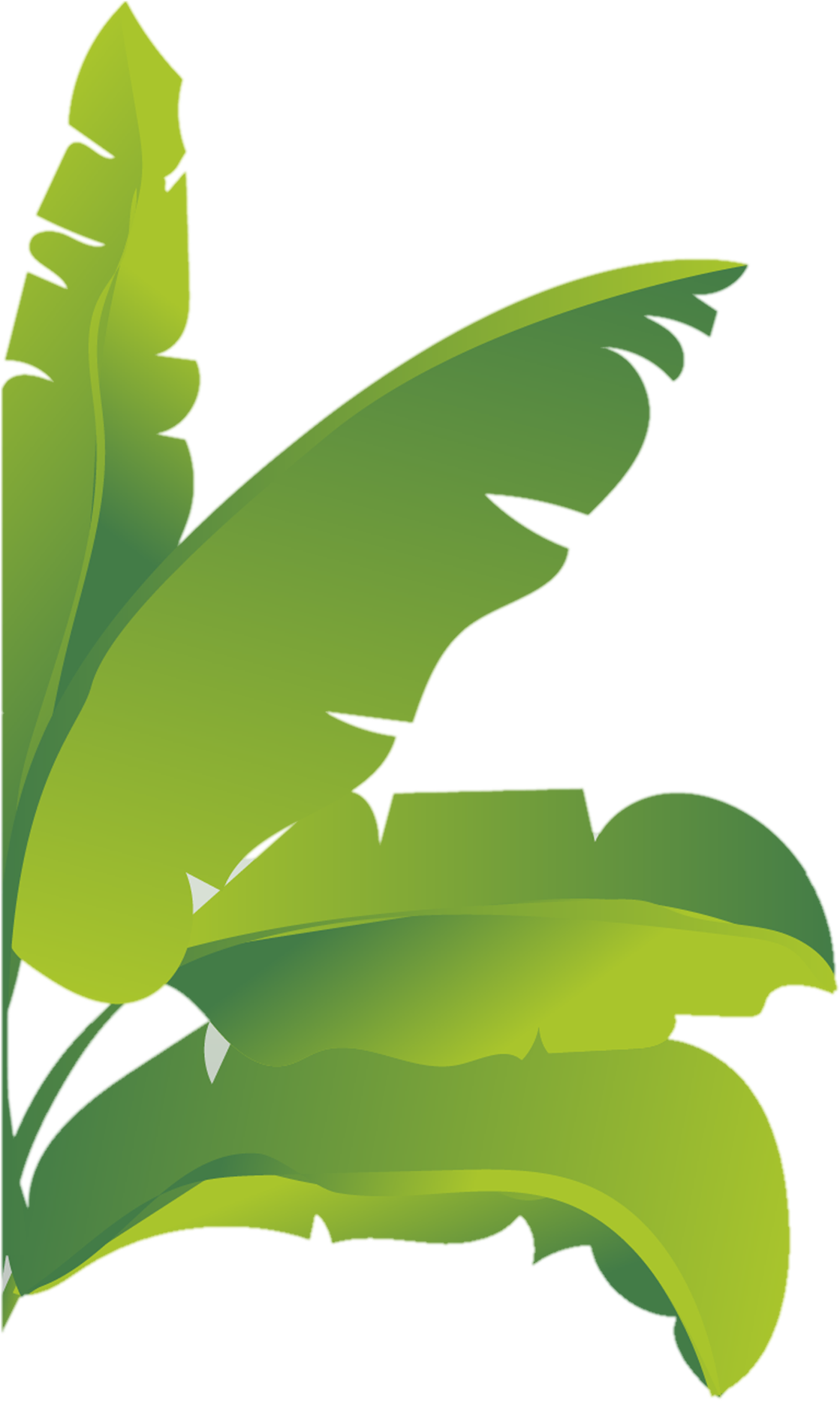 Banana Leaf Vector Illustration PNG