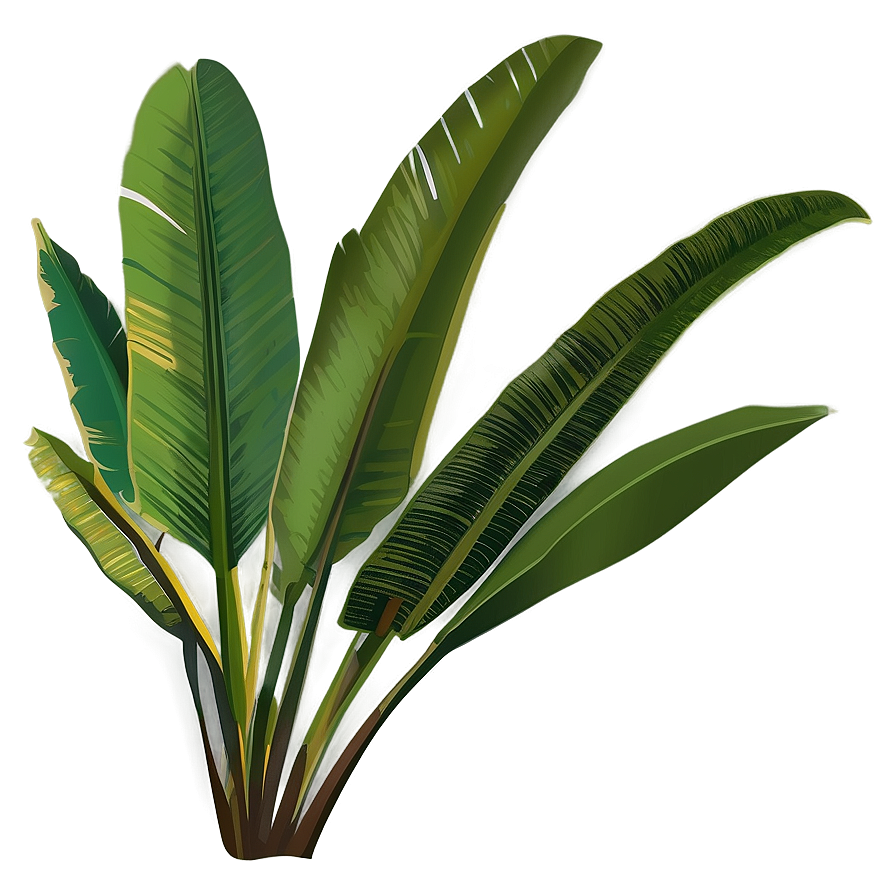 Banana Leaf Vector Png 06232024 PNG