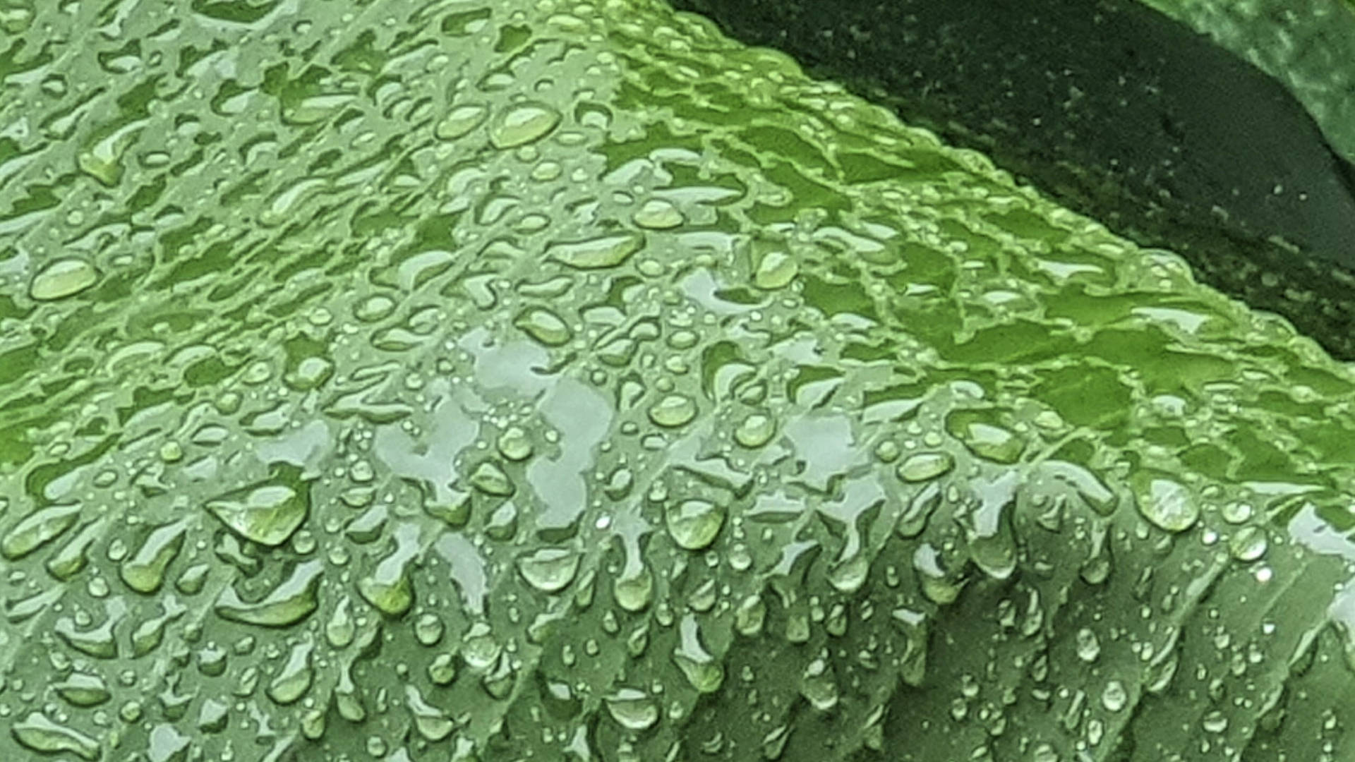 Banana Leaf With Water Droplets