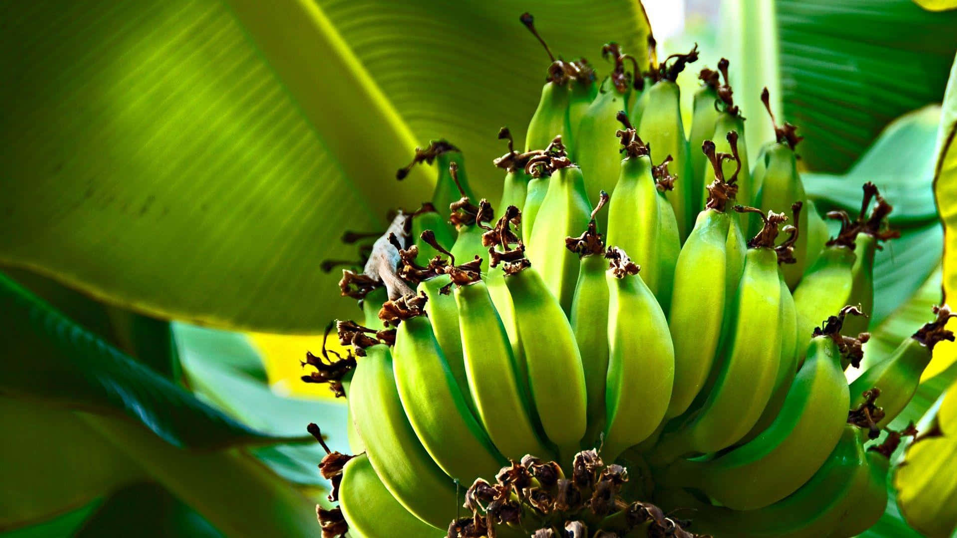 Bananabilleder