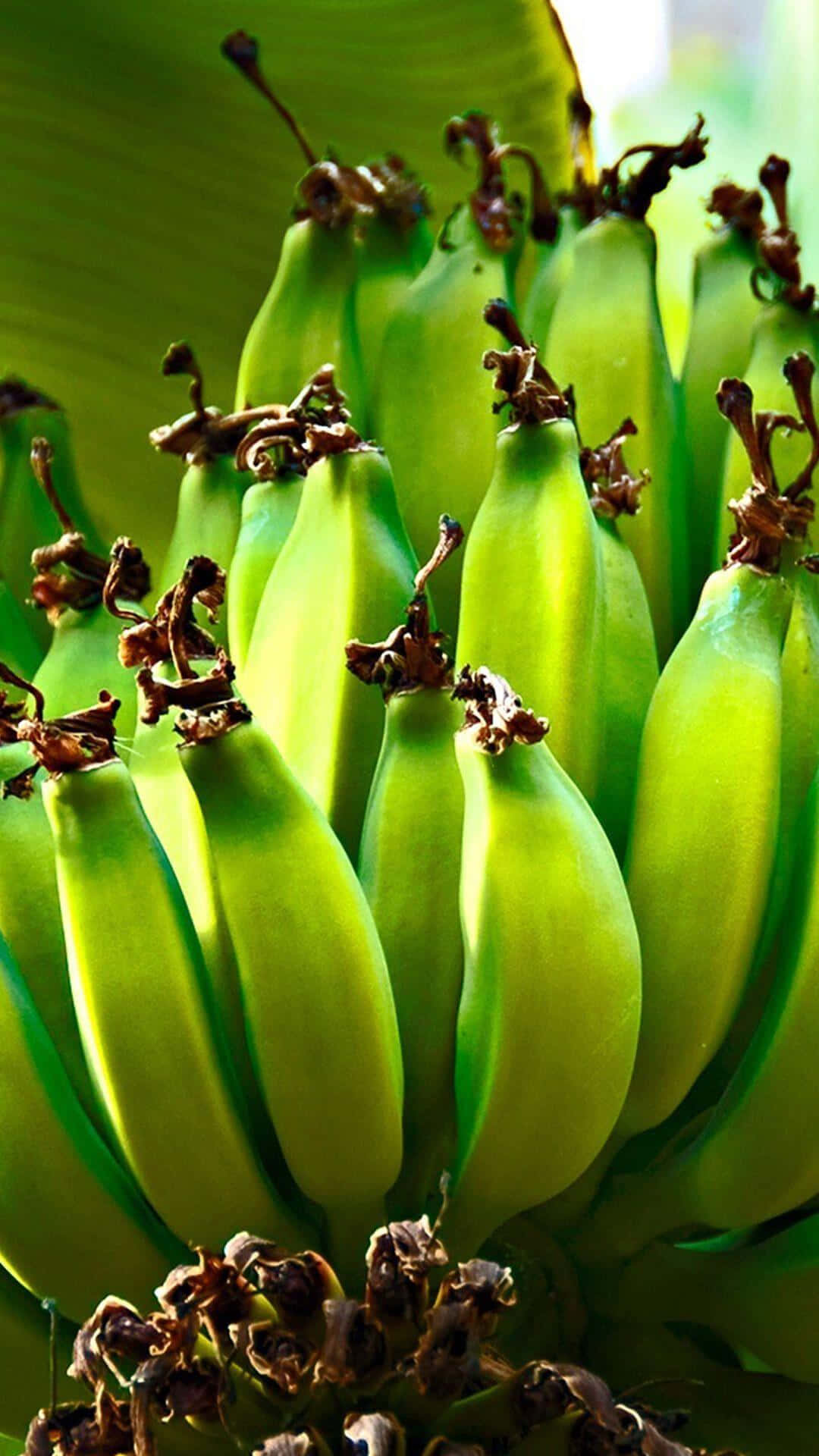 Bananbilleder