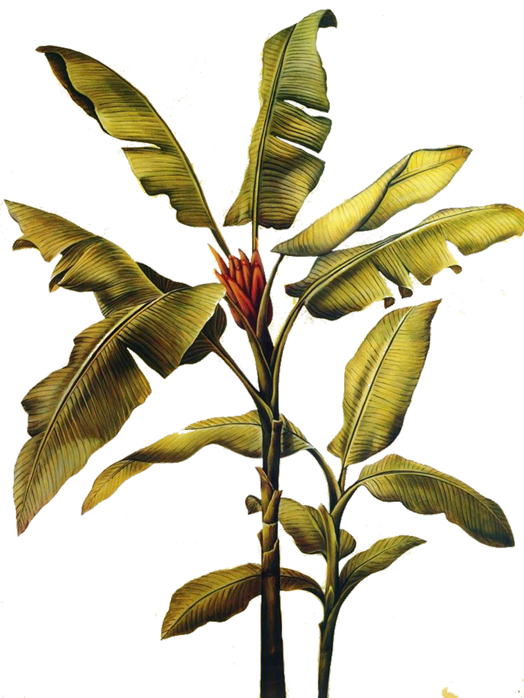 Banana Plant Illustration PNG