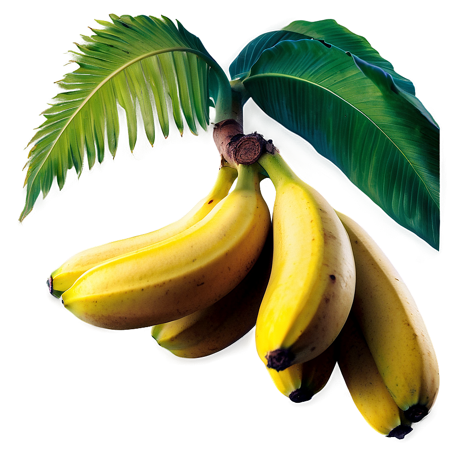Banana Tree Branch With Bananas Png 06252024 PNG
