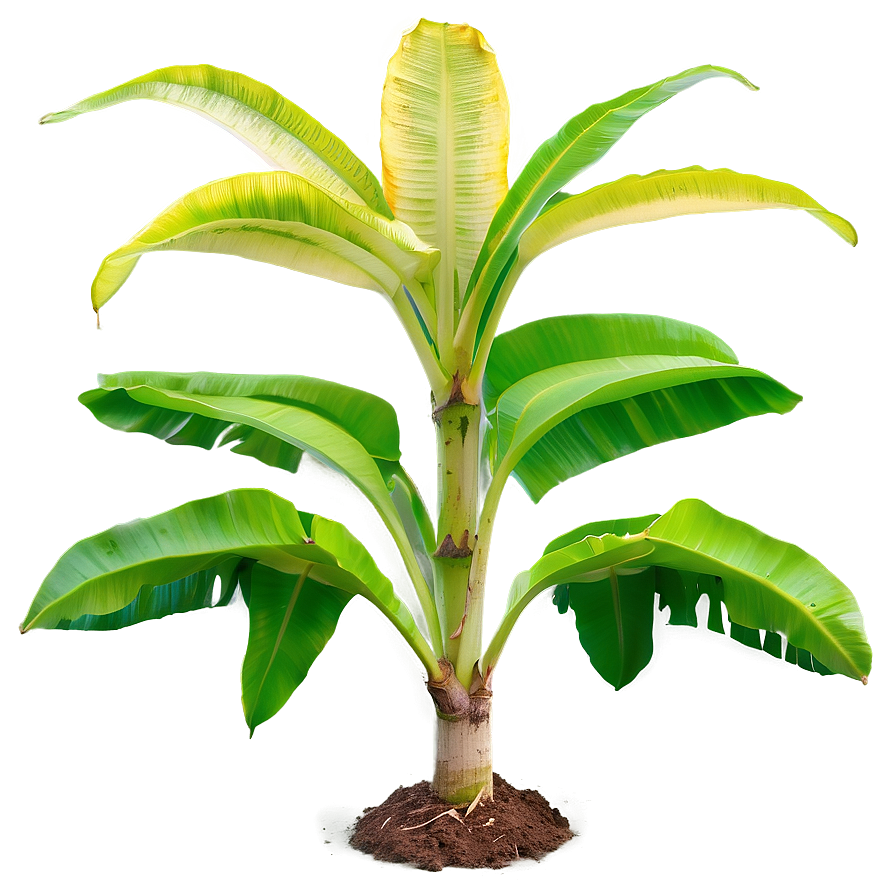 Banana Tree Growing Cycle Png 06252024 PNG