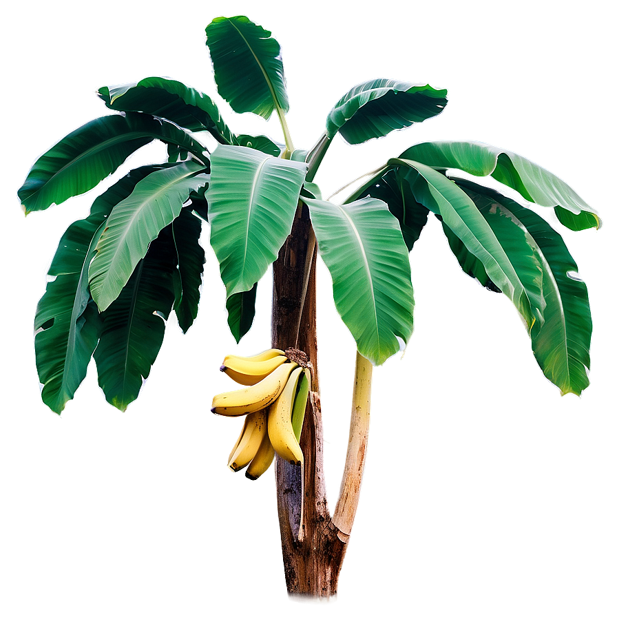 Banana Tree In Rural Setting Png 39 PNG