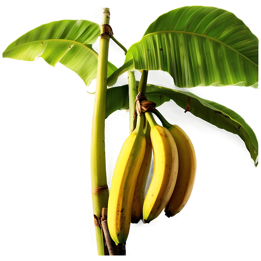 Banana Tree In Rural Setting Png Mnm80 PNG