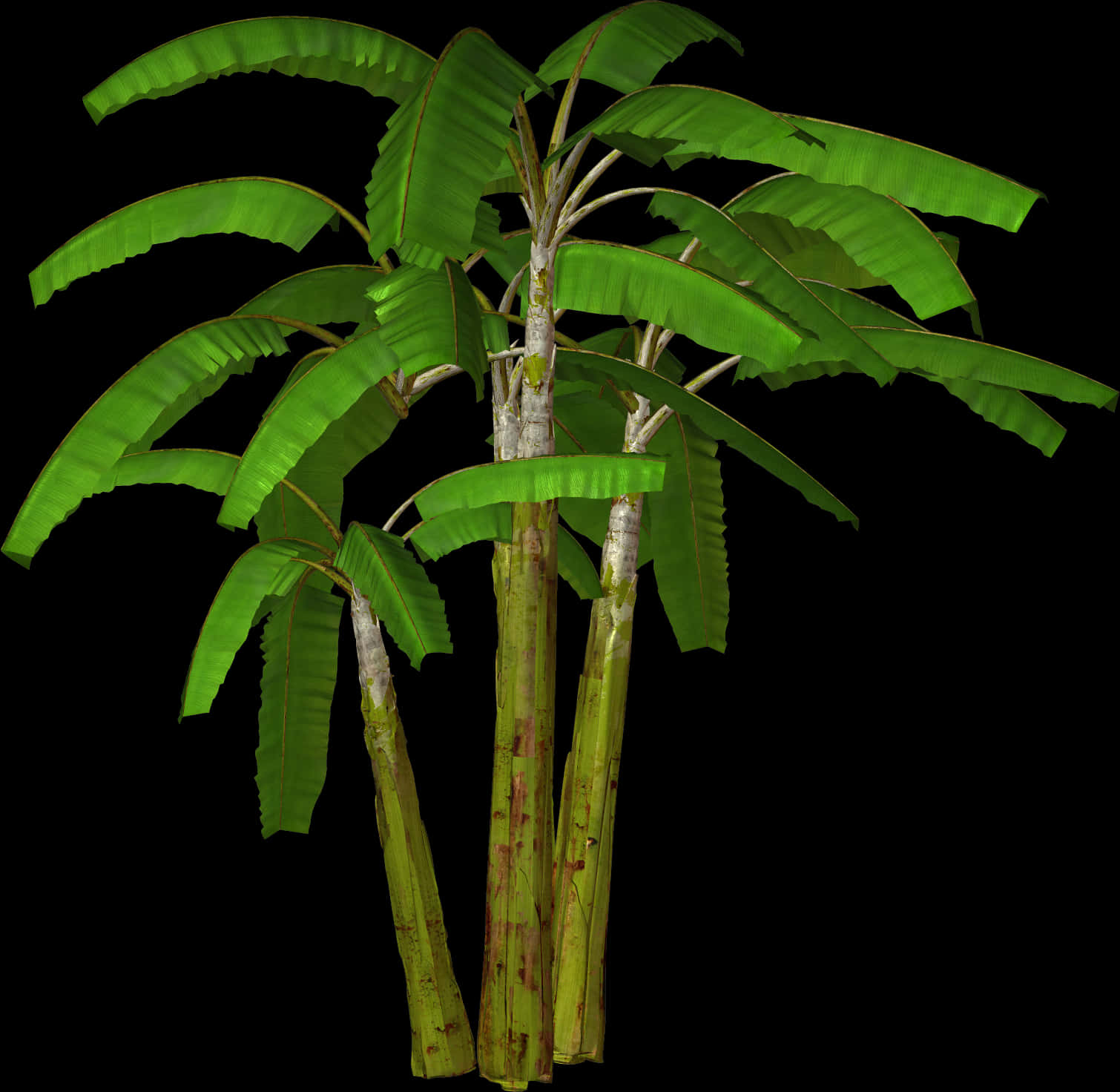 Banana Tree Isolatedon Black PNG