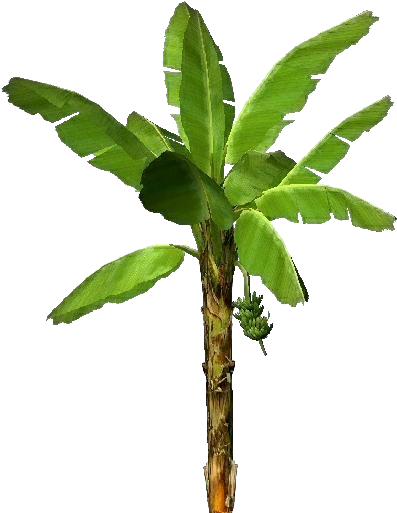 Banana Tree Isolatedon Transparent Background PNG