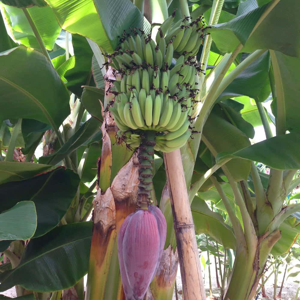 Bananaträd Klassiskt Bildschema