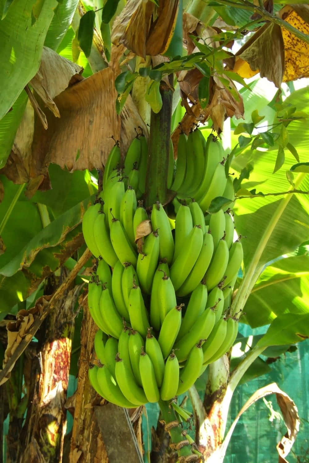 A Freshly Harvested Banana Tree