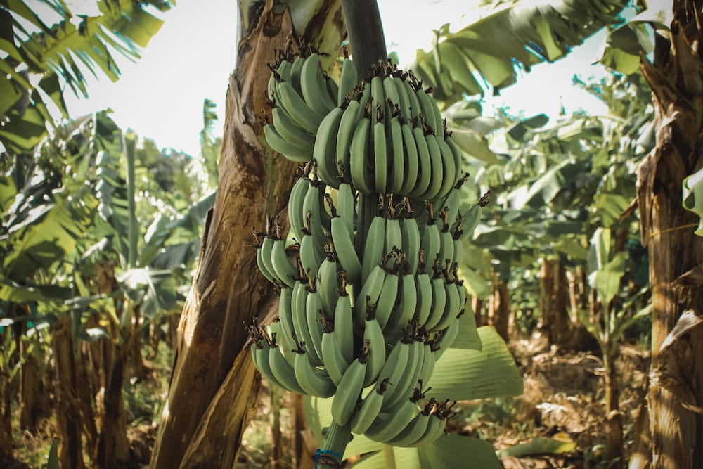 Take in the beauty of nature with a leafy banana tree!