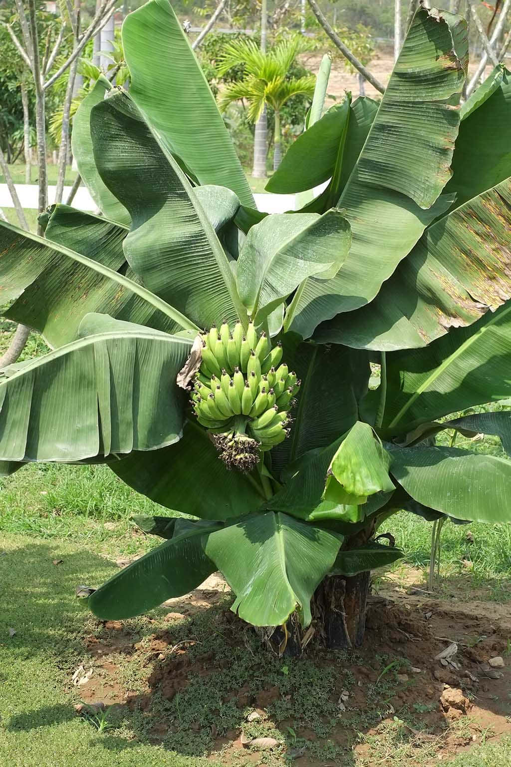Enjoying a Moment of Peace near a Banana Tree