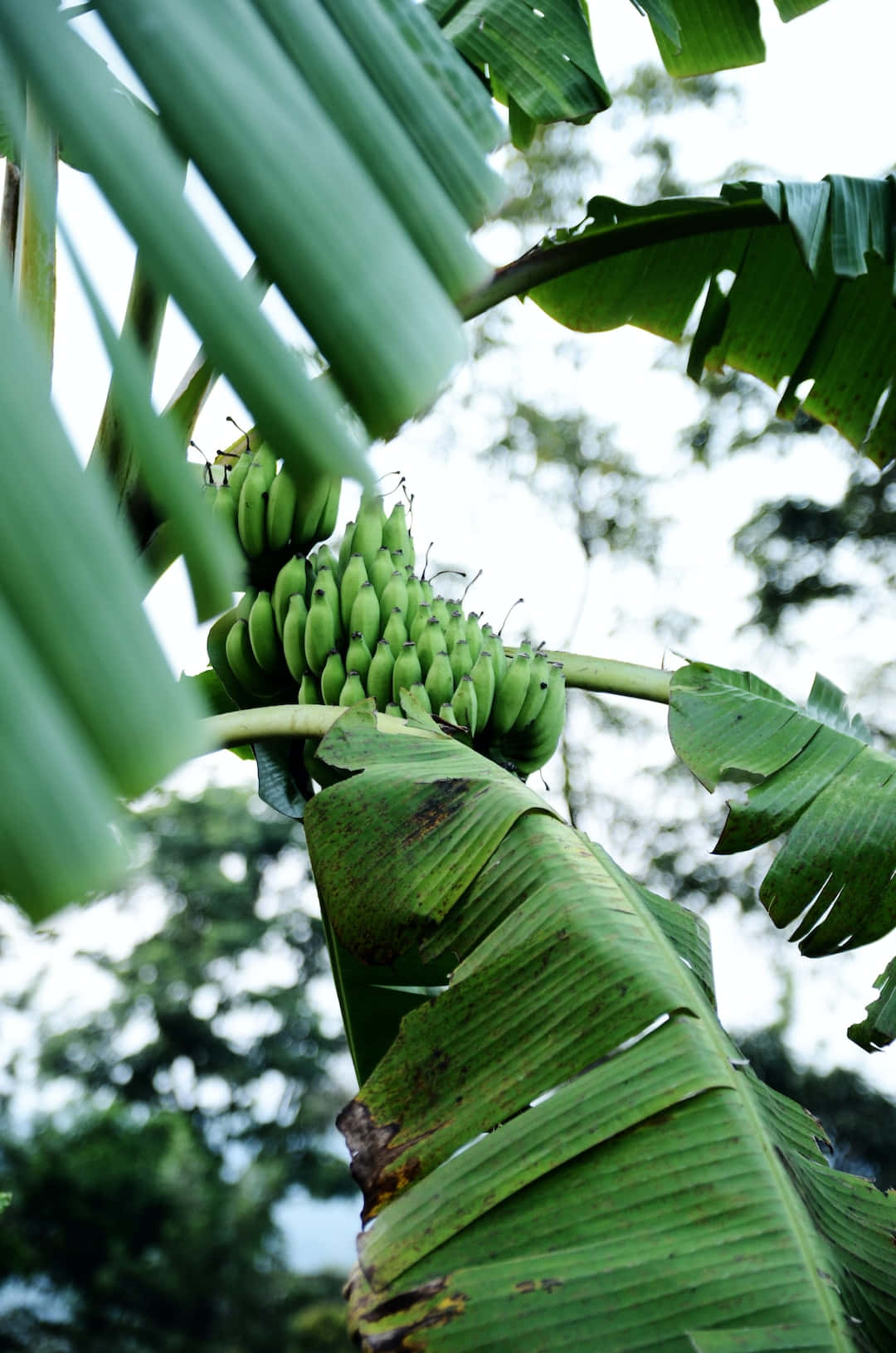 A Banana Tree with Delightful Green Leaves.