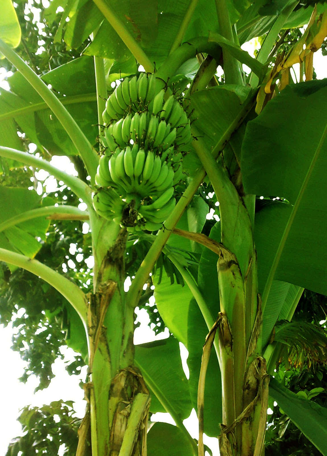 Disfrutade Las Hermosas Vistas De Un Árbol De Plátano