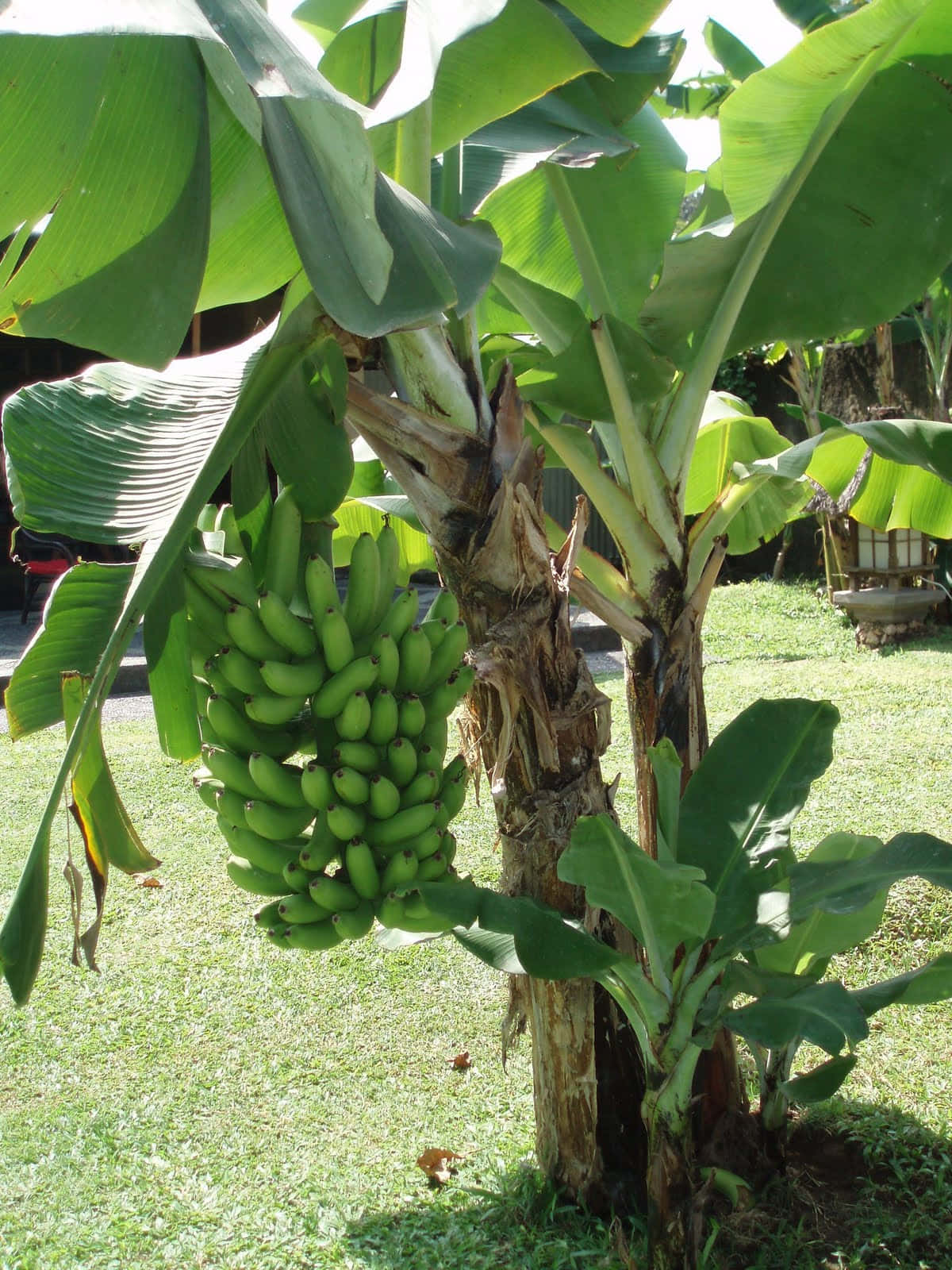 Alberodi Banane Nel Suo Ambiente Naturale